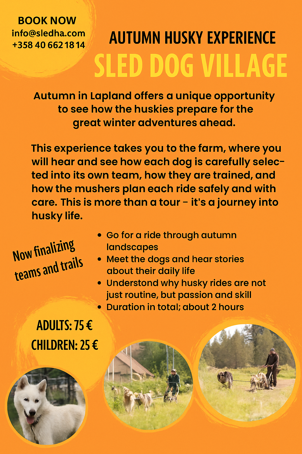 Autumn husky adventures in Rovaniemi - golden leaves and husky team in beautiful Lapland fall colors